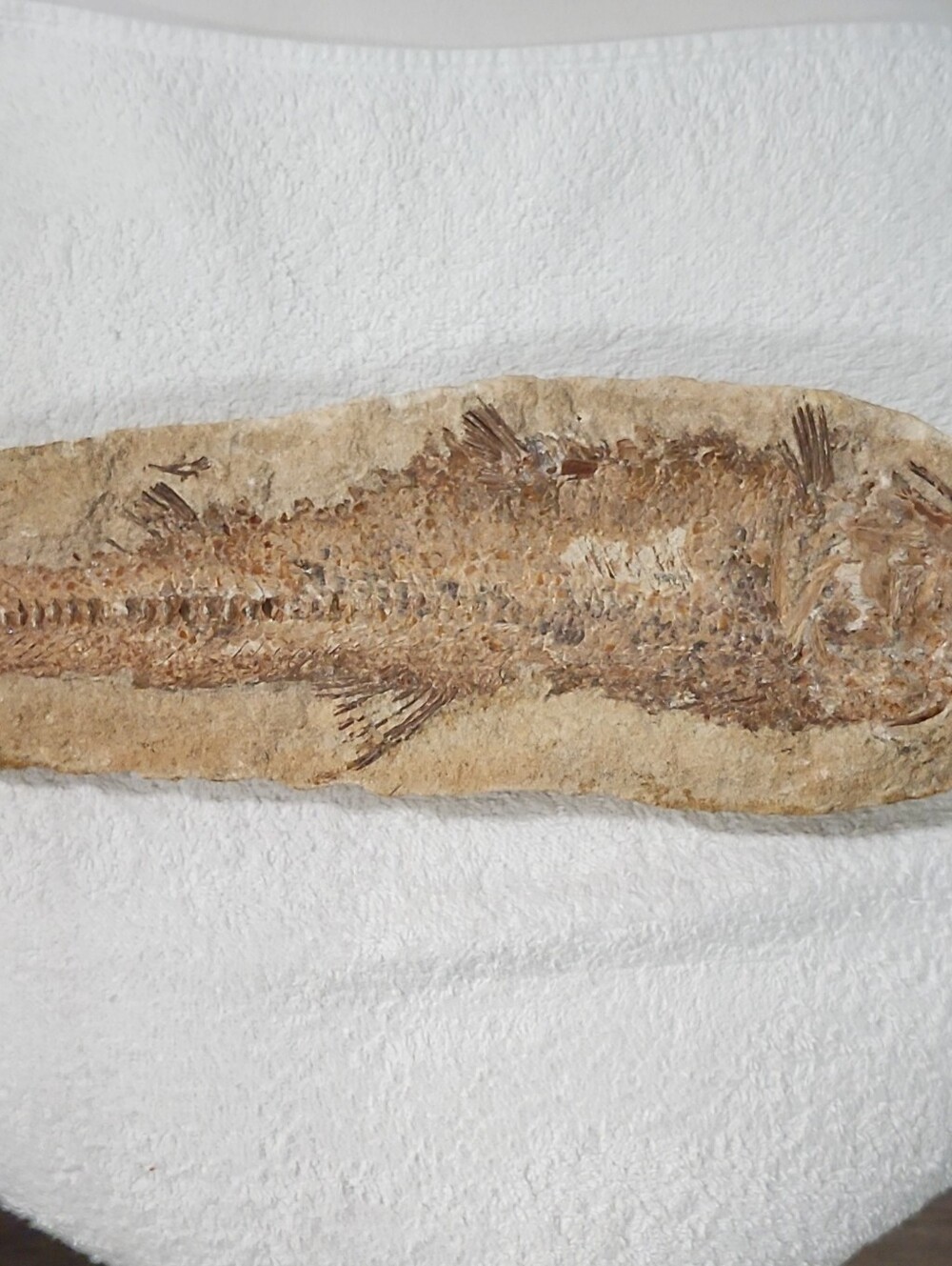 Authentic Brazilian Fossil Fish — Araripe Basin — Large 13" Specimen — Cretaceou